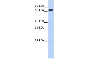 Western Blotting (WB) image for anti-KH-Type Splicing Regulatory Protein (KHSRP) antibody (ABIN2458502)