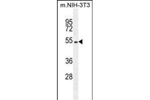 EIF2B4 Antibody (Center ) (ABIN655170 and ABIN2844788) western blot analysis in mouse NIH-3T3 cell line lysates (35 μg/lane). (EIF2B4 antibody  (AA 146-175))