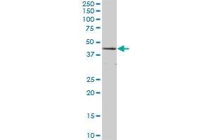 CTH MaxPab polyclonal antibody. (CTH antibody  (AA 1-405))