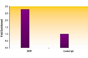 AIB1 antibody tested by ChIP analysis. (NCOA3 antibody)