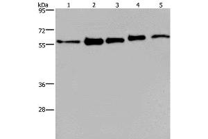 Western Blot analysis of MCF-7, 293T, A549, Hela and HepG2 cell using HNRNP L Polyclonal Antibody at dilution of 1:450 (HNRNPL antibody)