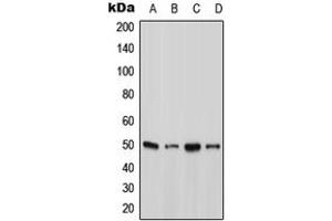 Western blot analysis of Ataxin 10 expression in A431 (A), HepG2 (B), SP2/0 (C), H9C2 (D) whole cell lysates.
