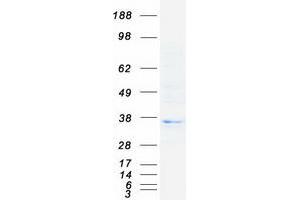 Validation with Western Blot