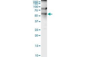 Immunoprecipitation of HNF4A transfected lysate using anti-HNF4A MaxPab rabbit polyclonal antibody and Protein A Magnetic Bead , and immunoblotted with HNF4A purified MaxPab mouse polyclonal antibody (B01P) . (HNF4A antibody  (AA 1-464))