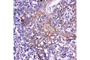 Anti- CD244 antibody, IHC(P) IHC(P): Human Tonsil Tissue (2B4 antibody  (C-Term))