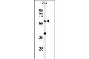 Western blot analysis of CDC45L Antibody in 293 cell line lysates (35ug/lane) (CDC45 antibody  (AA 236-263))