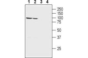 Western blot analysis of rat (lanes 1 and 3) and mouse (lanes 2 and 4) brain membranes:1,2. (Sodium Potassium ATPase, alpha1 (ATP1A1) Peptide)