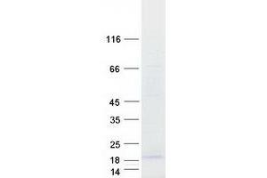 Validation with Western Blot (C16ORF13 Protein (Transcript Variant 3) (Myc-DYKDDDDK Tag))