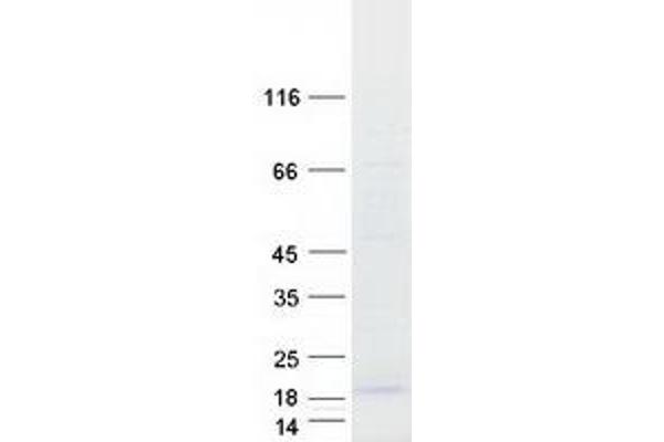 C16ORF13 Protein (Transcript Variant 3) (Myc-DYKDDDDK Tag)