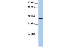 CK2 alpha antibody used at 1 ug/ml to detect target protein. (CSNK2A1/CK II alpha antibody  (C-Term))