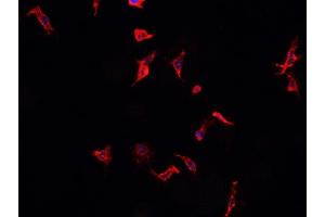 ABIN6268883 staining Raji? (CD40 antibody  (C-Term))