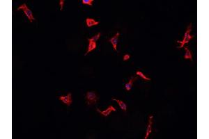 ABIN6268883 staining Raji? (CD40 antibody  (C-Term))