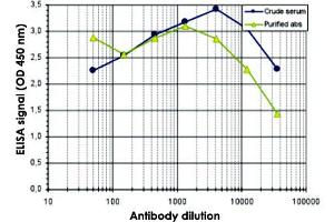 To determine the titer of the antibody, an ELISA was performed using a serial dilution of MECP2 polyclonal antibody  and the crude serum. (MECP2 antibody  (C-Term))