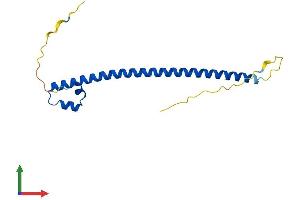 AlphaFold protein structure predicition of Mouse Recombinant Mafk Protein, UniprotID Q61827 (MAFK Protein (AA 1-156) (His tag))