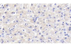 Detection of VEGFB in Canine Liver Tissue using Polyclonal Antibody to Vascular Endothelial Growth Factor B (VEGFB) (VEGFB antibody  (AA 22-137))