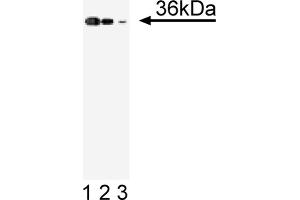 Western Blotting (WB) image for anti-Annexin A2 (ANXA2) (AA 123-328) antibody (ABIN967722) (Annexin A2 antibody  (AA 123-328))