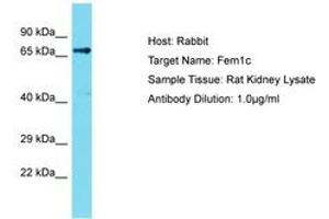 Image no. 1 for anti-Fem-1 Homolog C (FEM1C) (C-Term) antibody (ABIN6750382) (FEM1C antibody  (C-Term))