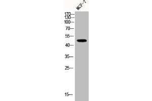 Western Blot analysis of MCF-7 cells using Phospho-JNK1/2/3 (T183) Polyclonal Antibody (MAPK8/MAPK9/MAPK1 (pThr183) antibody)