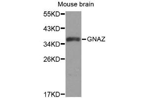 Western blot analysis of extracts of mouse brain, using GNAZ antibody (ABIN1872846). (GNaZ antibody)