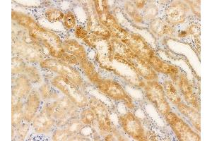 ABIN6263743 and ABIN6266602 at 1/100 staining human normal kidney tissue by IHC-P. (ENO2/NSE antibody  (C-Term))