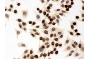 Immunocytochemistry (ICC) image for anti-Lamin B1 (LMNB1) (AA 266-583) antibody (ABIN4951627)