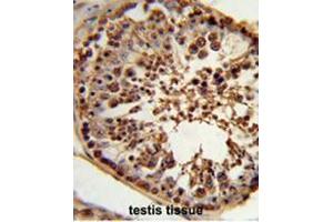 Formalin-fixed and paraffin-embedded human testis tissue reacted with CSPP1 Antibody (N-term), which was peroxidase-conjugated to the secondary antibody, followed by DAB staining. (CSPP1 antibody  (N-Term))