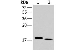 Western blot analysis of Mouse liver tissue and Human tonsil tissue lysates using IL36A Polyclonal Antibody at dilution of 1:300 (IL36A/IL1F6 antibody)