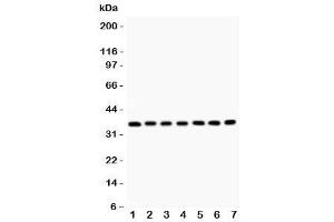 Western blot testing of RACK1 antibody and Lane 1:  mouse liver (GNB2L1 antibody  (AA 2-317))