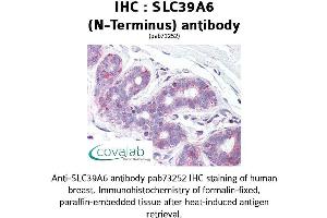 Image no. 1 for anti-Solute Carrier Family 39 (Zinc Transporter), Member 6 (SLC39A6) (N-Term) antibody (ABIN1739378) (SLC39A6 antibody  (N-Term))