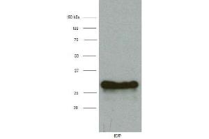 Western Blotting (WB) image for anti-Enhanced Blue Fluorescent Protein (eBFP) antibody (ABIN1107051) (eBFP/BFP antibody)
