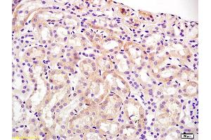 Immunohistochemistry (IHC) image for anti-Solute Carrier Organic Anion Transporter Family, Member 1a1 (Slco1a1) (AA 2-90) antibody (ABIN670791)