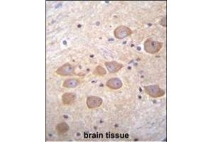 PCDH1 Antibody (N-term) (ABIN655958 and ABIN2845344) immunohistochemistry analysis in formalin fixed and paraffin embedded human brain tissue followed by peroxidase conjugation of the secondary antibody and DAB staining. (Protocadherin 1 antibody  (N-Term))