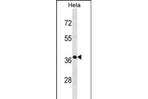 BPN1 Antibody (C-term) (ABIN1536983 and ABIN2848520) western blot analysis in Hela cell line lysates (35 μg/lane). (PABPN1 antibody  (C-Term))