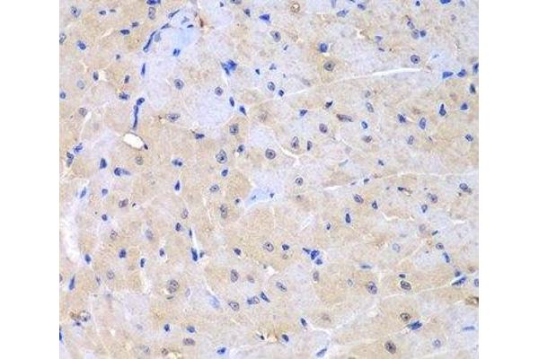 Arhgef9 antibody