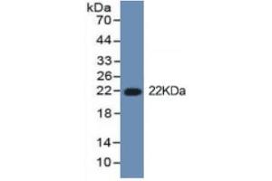 Rabbit Detection antibody from the kit in WB with Positive Control: Sample Cell culture supernatant and 293F cell lysate which transfected with mouse IL1b gene. (IL-1 beta ELISA Kit)