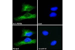 ABIN185350 Immunofluorescence analysis of paraformaldehyde fixed HeLa cells, permeabilized with 0. (PDE5A antibody  (C-Term))