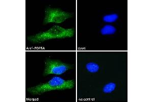 ABIN185350 Immunofluorescence analysis of paraformaldehyde fixed HeLa cells, permeabilized with 0. (PDE5A antibody  (C-Term))