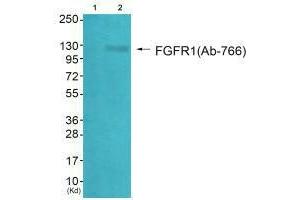 Western blot analysis of extracts from HepG2 cells (Lane 2), using FGFR1 (Ab-766) antiobdy. (FGFR1 antibody  (Tyr766))