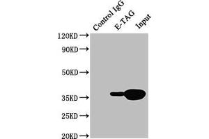 Immunoprecipitating E-Tag in 293F transfected whole cell lysate Lane 1: Mouse control IgG (1 μg) instead of ABIN7131634 in 293F transfected whole cell lysate. (E Tag antibody)