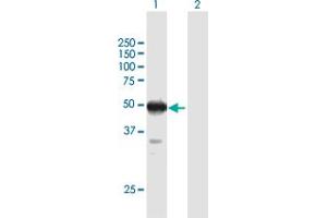 Western Blot analysis of ZSCAN4 expression in transfected 293T cell line by ZSCAN4 MaxPab polyclonal antibody. (ZSCAN4 antibody  (AA 1-433))