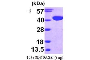 SDS-PAGE (SDS) image for Galactose Mutarotase (Aldose 1-Epimerase) (GALM) (AA 1-342) protein (His tag) (ABIN667143)