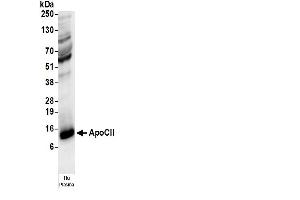 anti-Apolipoprotein C-II (APOC2) antibody (Biotin)