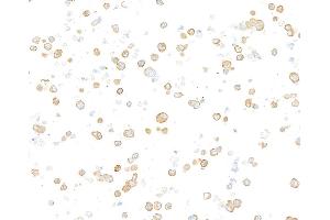 Immunocytochemistry (ICC) image for anti-Tubulin, beta (TUBB) (AA 1-50) antibody (ABIN7453995) (Recombinant TUBB antibody  (AA 1-50))