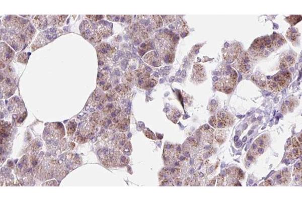 DCTN6 antibody  (Internal Region)