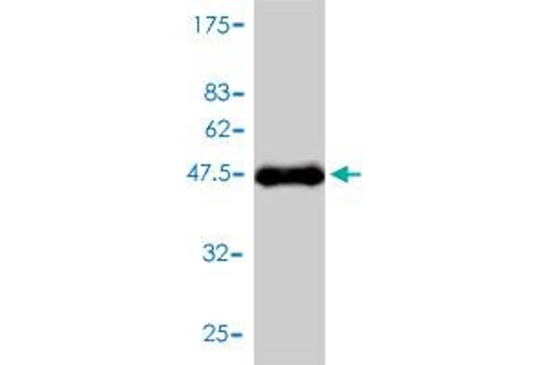 Calmodulin 2 antibody  (AA 1-149)