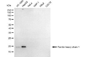 anti-Ferritin Heavy Chain 1 (FTH1) antibody