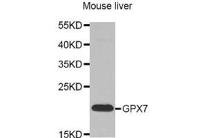 Western Blotting (WB) image for anti-Glutathione Peroxidase 7 (GPX7) antibody (ABIN1875741) (Glutathione Peroxidase 7 antibody)