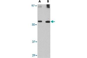 Western blot analysis of GDF6 in SK-N-SH lysate with GDF6 polyclonal antibody  at (A) 0.