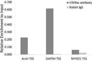 Chromatin immunoprecipitation analysis extracts of 293 cell line, using H3K9ac antibody (ABIN4903918) and rabbit IgG. (Histone 3 antibody  (H3K9ac))
