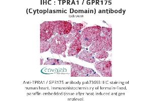 Image no. 1 for anti-Transmembrane Protein, Adipocyte Asscociated 1 (TPRA1) (2nd Cytoplasmic Domain) antibody (ABIN1740234) (GPR175 antibody  (2nd Cytoplasmic Domain))